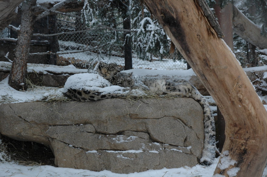 03cheyennemountainzoo.jpg