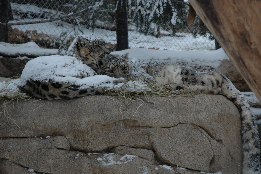 04cheyennemountainzoo.jpg