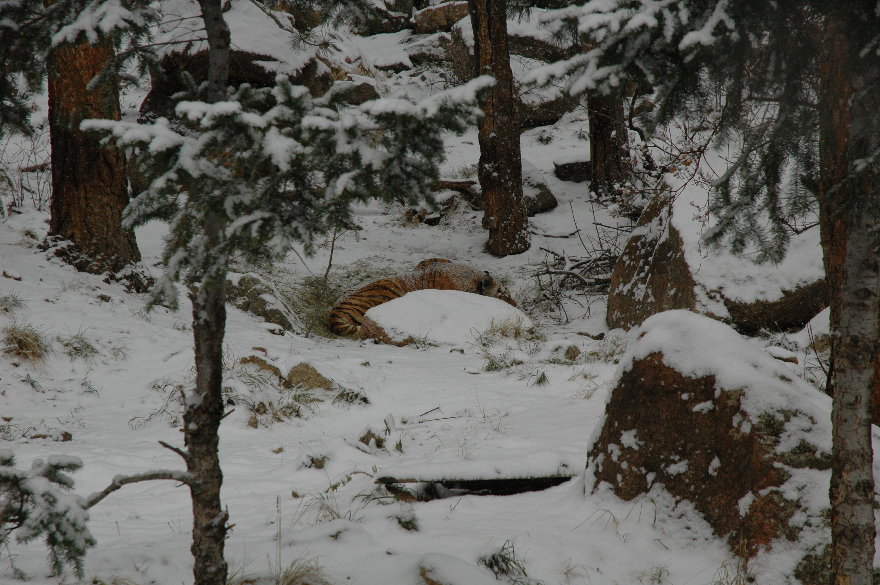 05cheyennemountainzoo.jpg