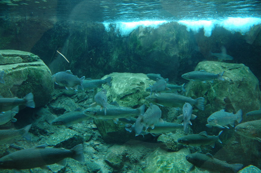 07cheyennemountainzoo.jpg