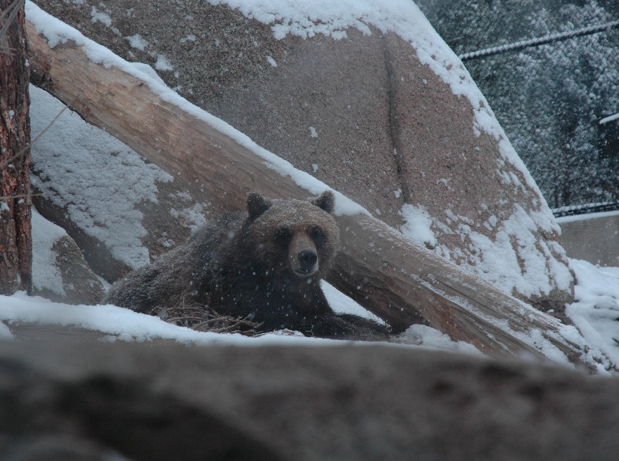 08cheyennemountainzoo.jpg