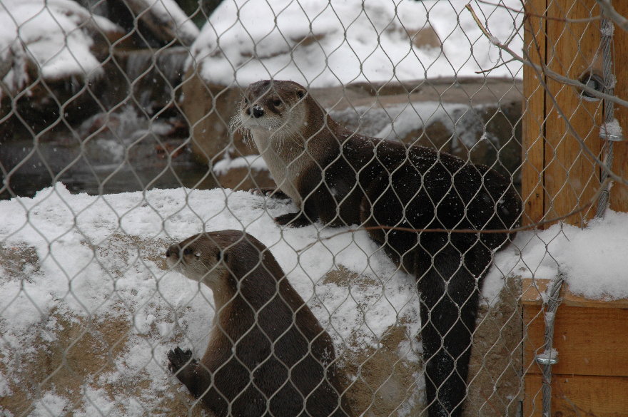 09cheyennemountainzoo.jpg
