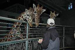 19cheyennemountainzoo.jpg