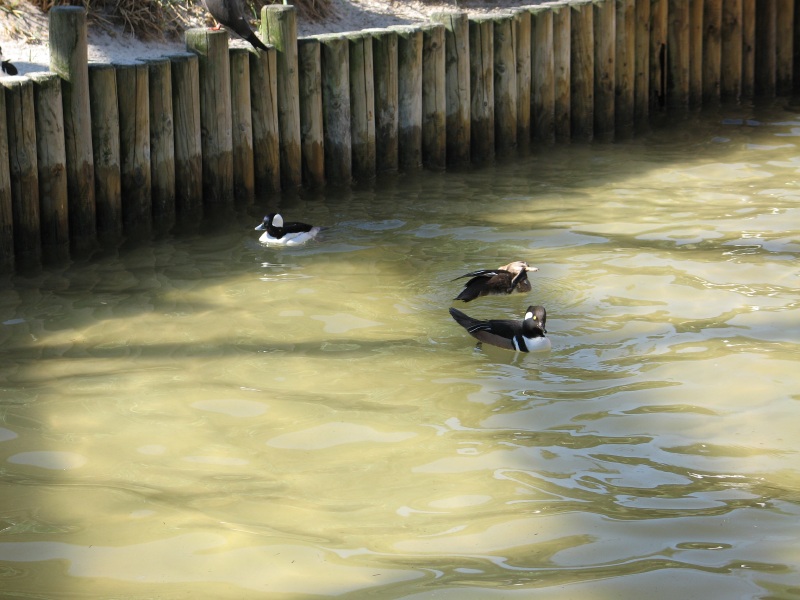 Click on image to return to index heidelburgzoo02.jpg