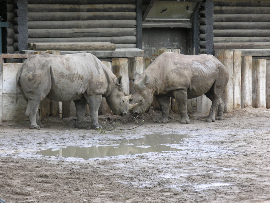 Click on image to return to index 04leipzigzoo.jpg