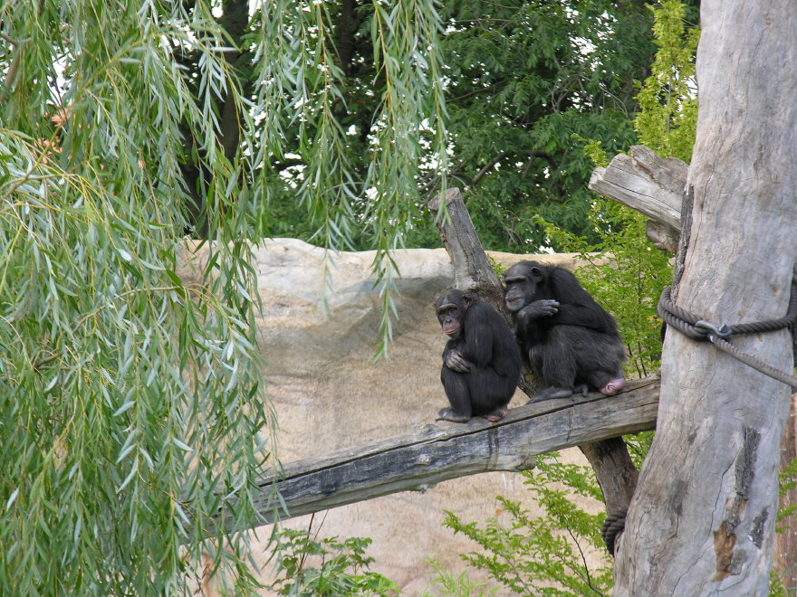 Click on image to return to index 09leipzigzoo.jpg