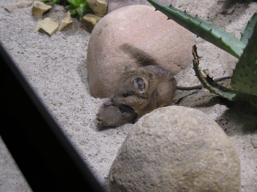 Click on image to return to index 21leipzigzoo.jpg