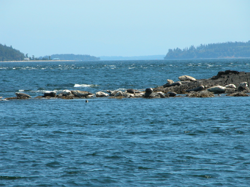 01harborseals.jpg