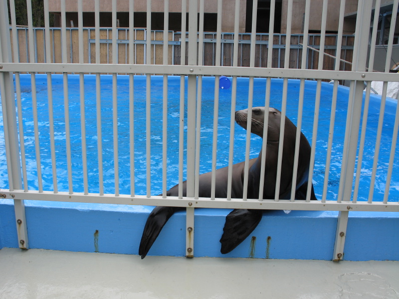 0604sealions01.jpg