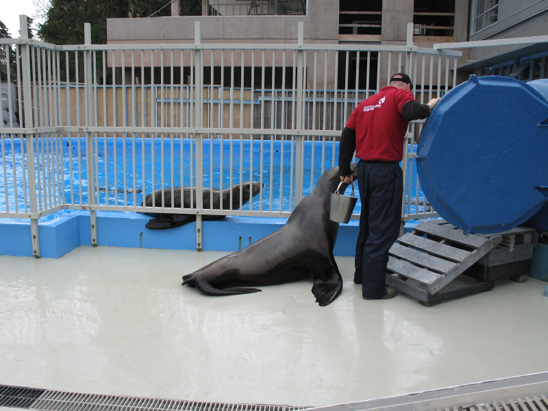 0604sealions02.jpg