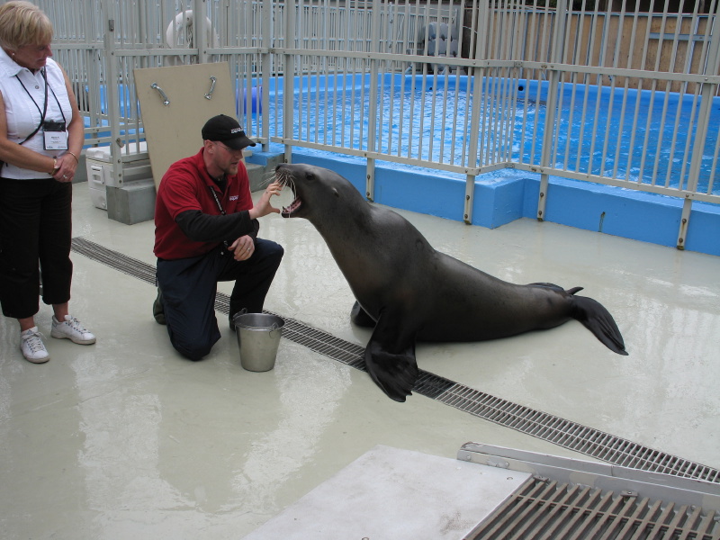 0604sealions03.jpg