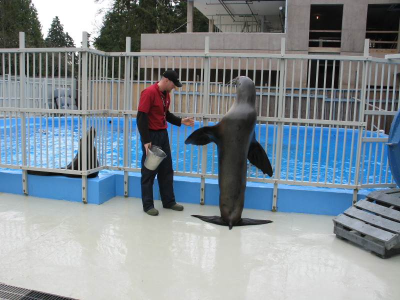 0604sealions04.jpg