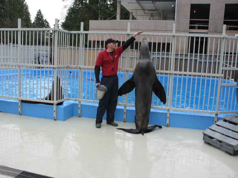 0604sealions05.jpg
