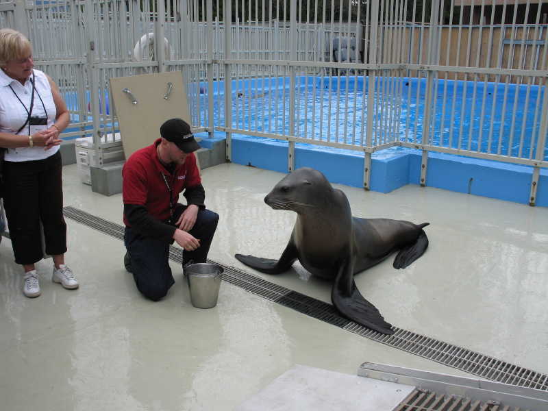 0604sealions06.jpg