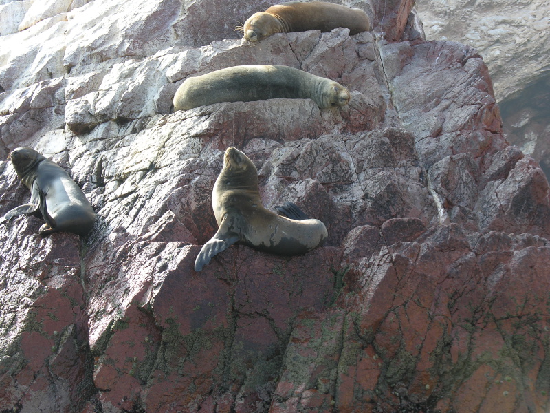 0605sealions07.jpg
