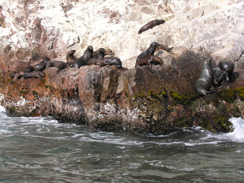 0605sealions10.jpg