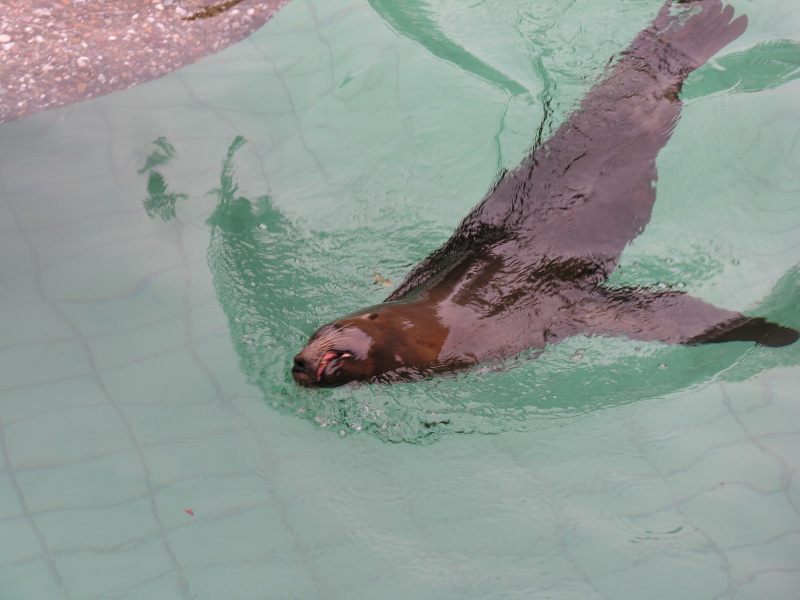 0608sealions12.jpg