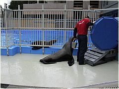 0604Sealions02.JPG