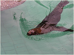 0608Sealions12.JPG