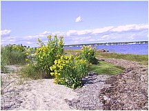 25Mattapoisett.JPG