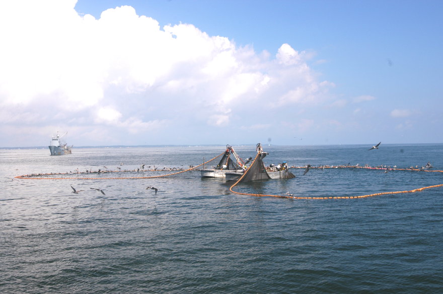 07menhadenfishing.jpg