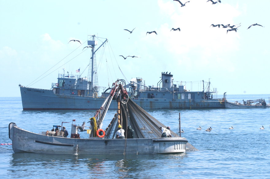 10menhadenfishing.jpg