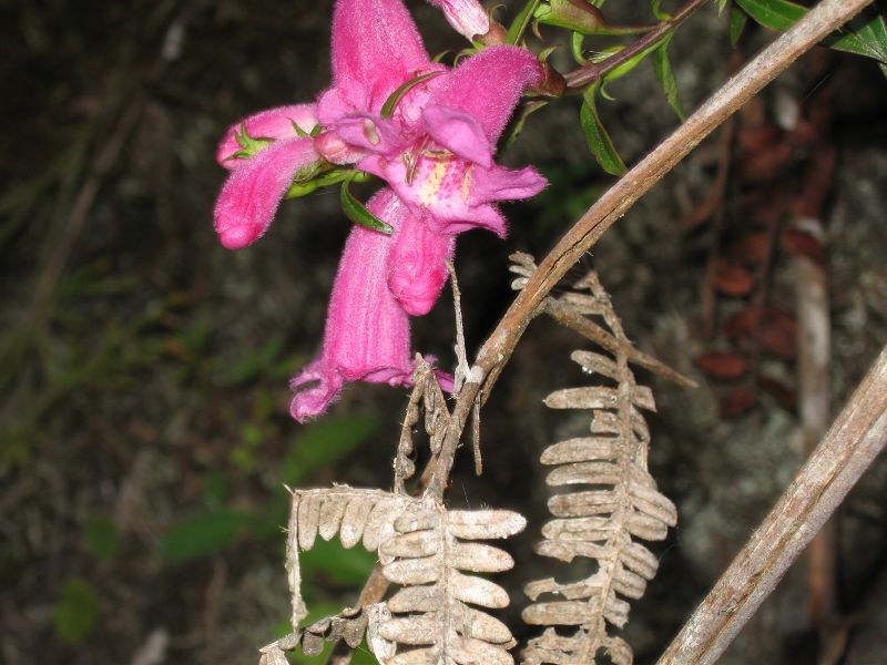 40machupichuorchid.jpg