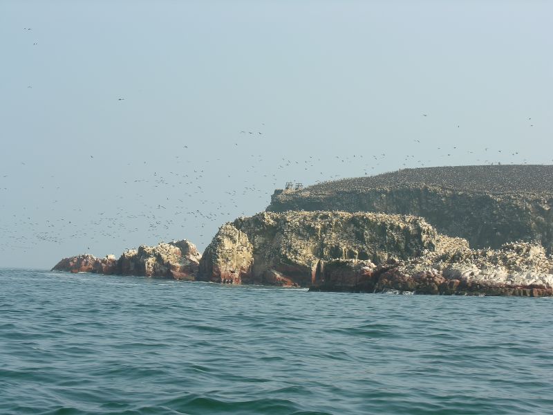 0605260912piscoislesparkguonobirds.jpg