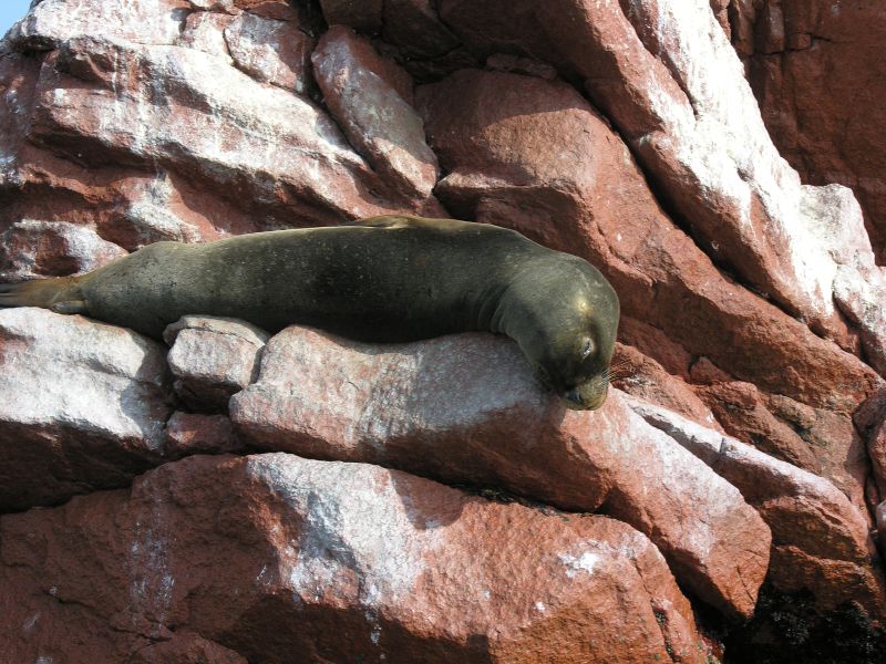 0605260919piscoislesparksealion.jpg