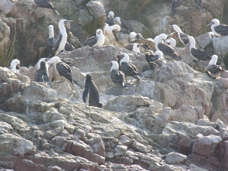 0605260923piscoislespark_2.jpg