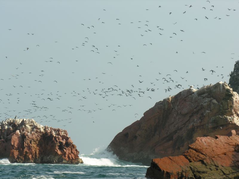 0605260924piscoislespark_2.jpg
