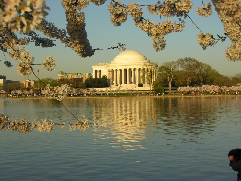 b61cherryblossomapr5.jpg