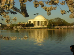 B61cherryblossomapr5.jpg