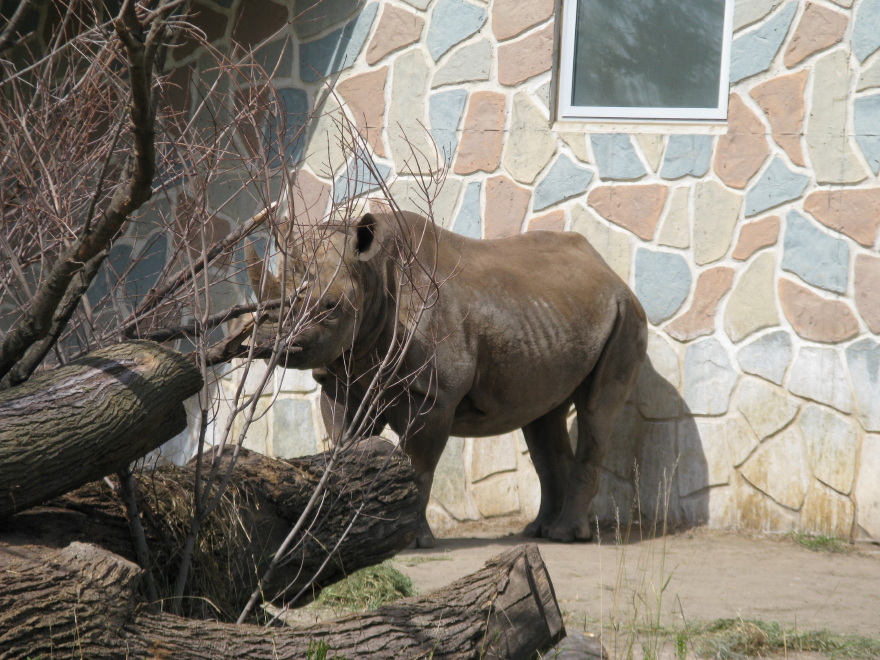 Eastern Black Rhinoceros