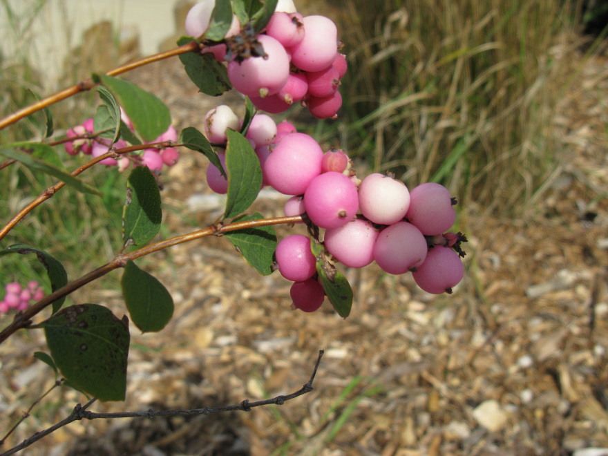 Pink berries