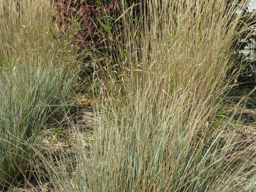 Shoreline grasses