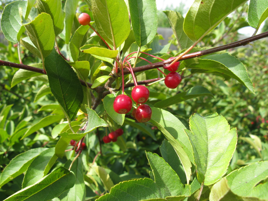 Red Berries