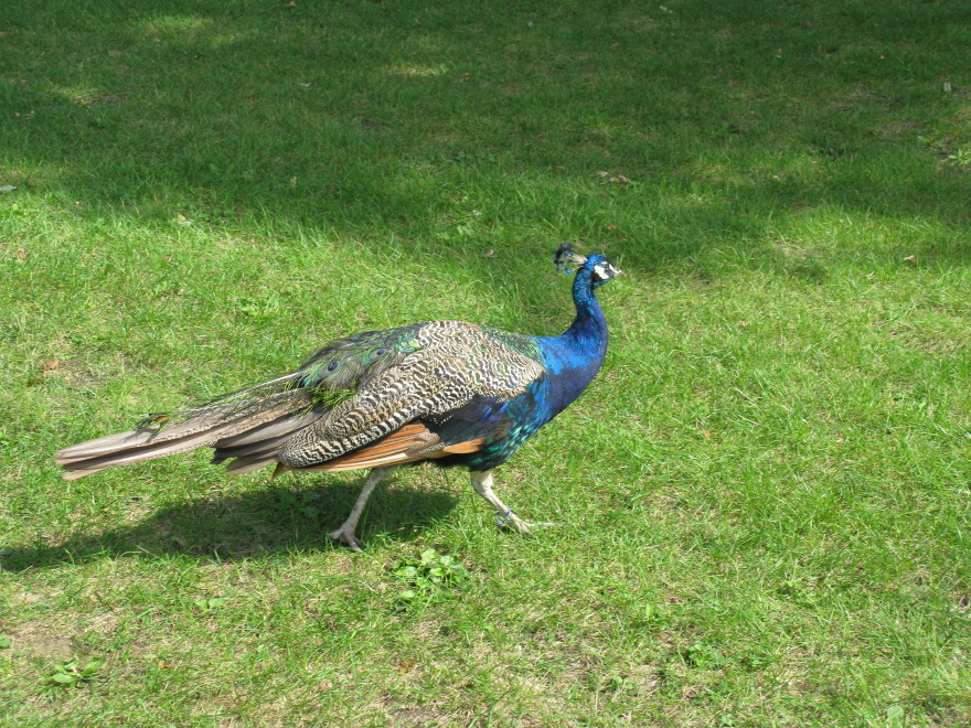 Male Peacock