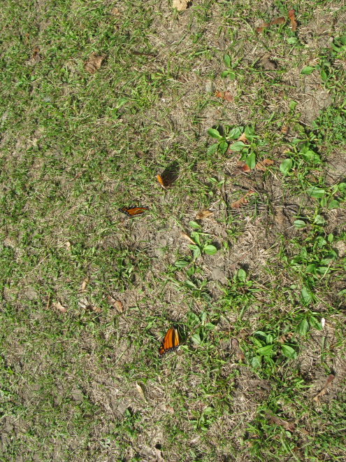 Monarch Butterflies