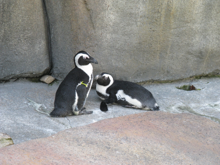 Racine Zoo Penguins