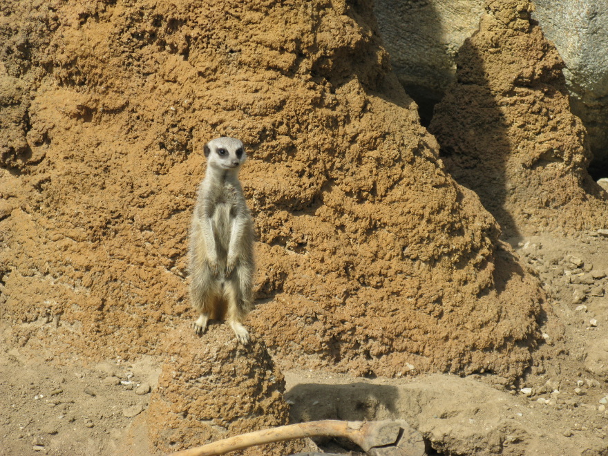 Meerkat exhibit