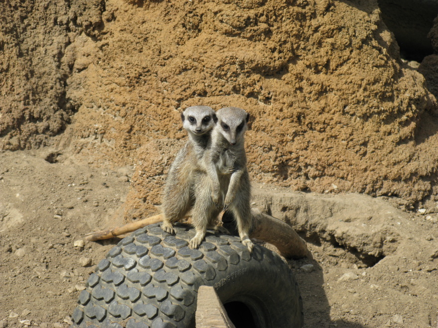 Meerkat exhibit