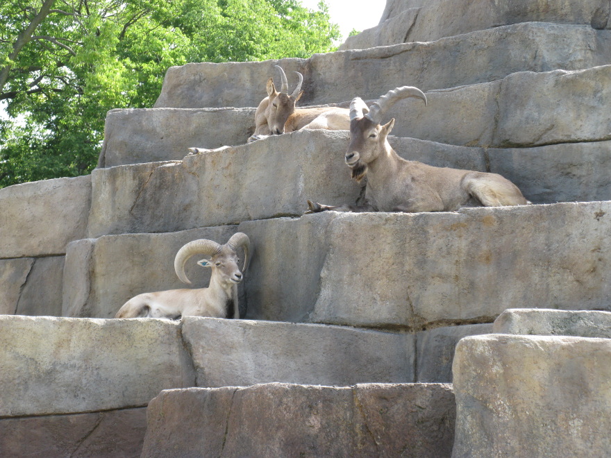 armenian sheep exhibit