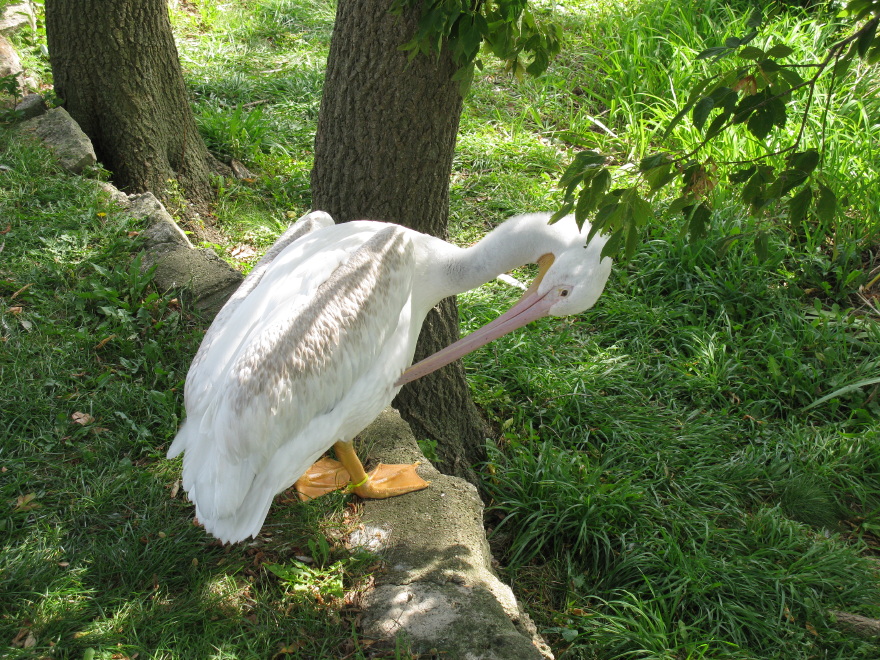 American White Pelican