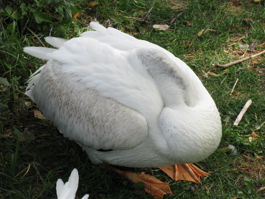 pelican sleeping