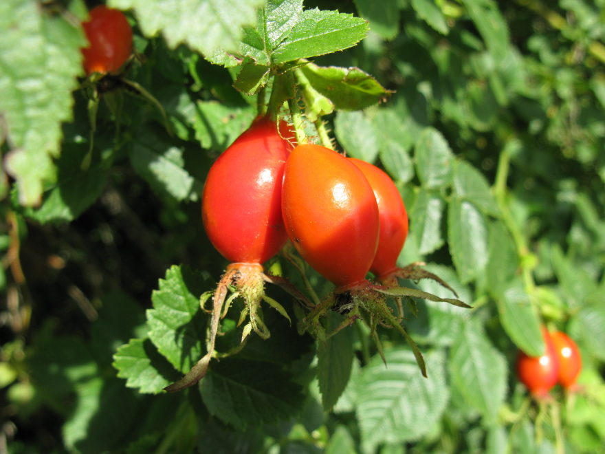 Plant wuth red fruit