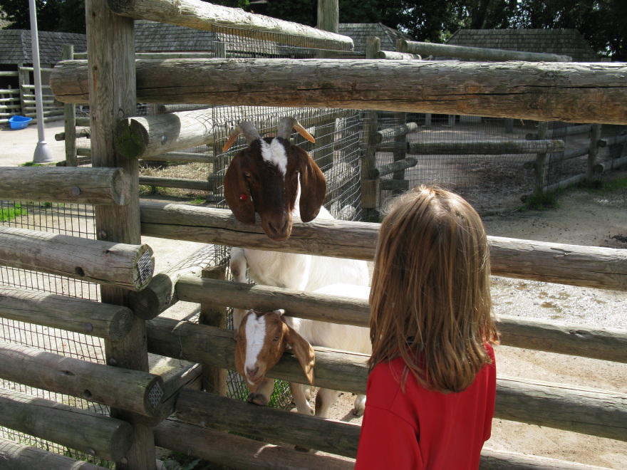 Goats through the fence