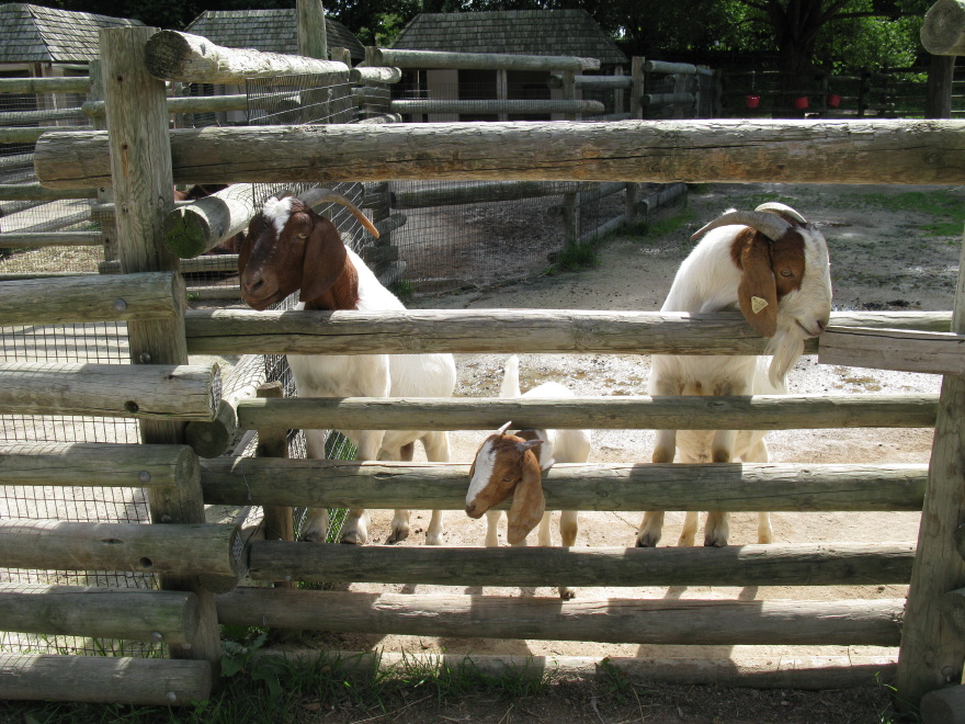 Goats through the fence