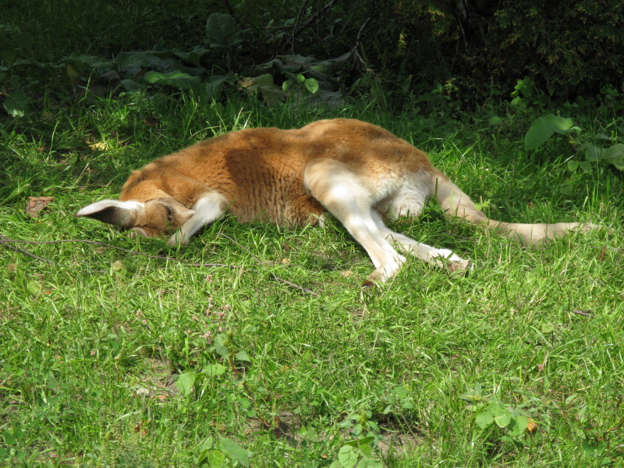 Sleeping Red kangaroo