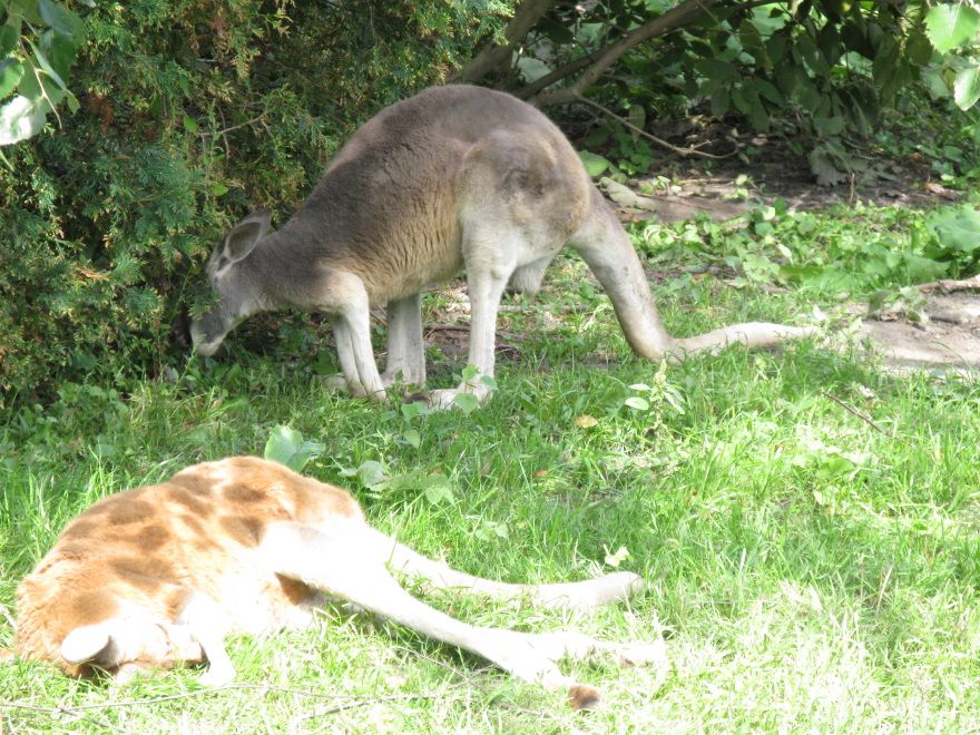 Red Kangaroos